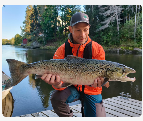 Kymijoesta Kotkasta saatu lohi lohikauden aikana