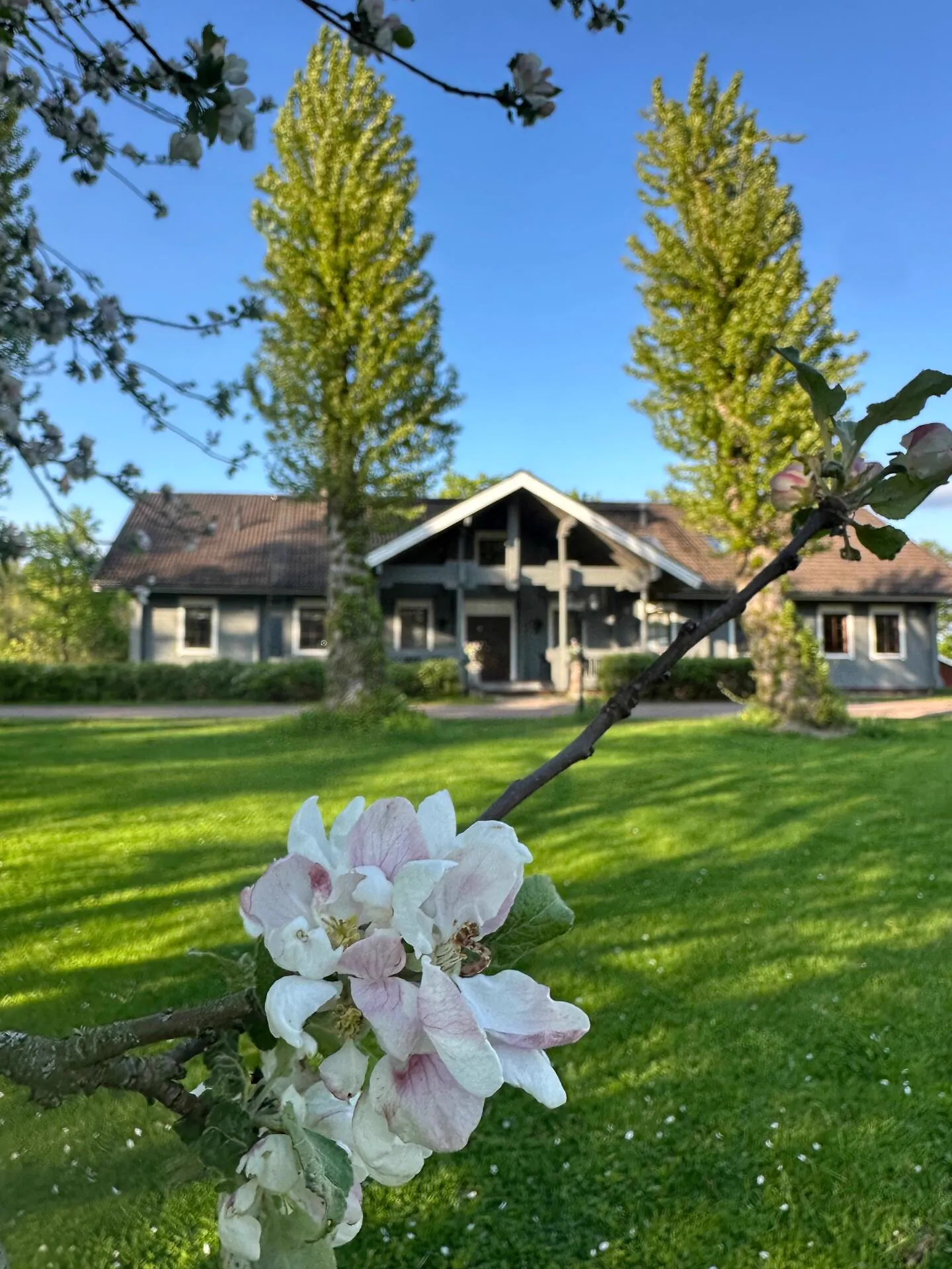 Villa pihalta omenapuun kukkiessa